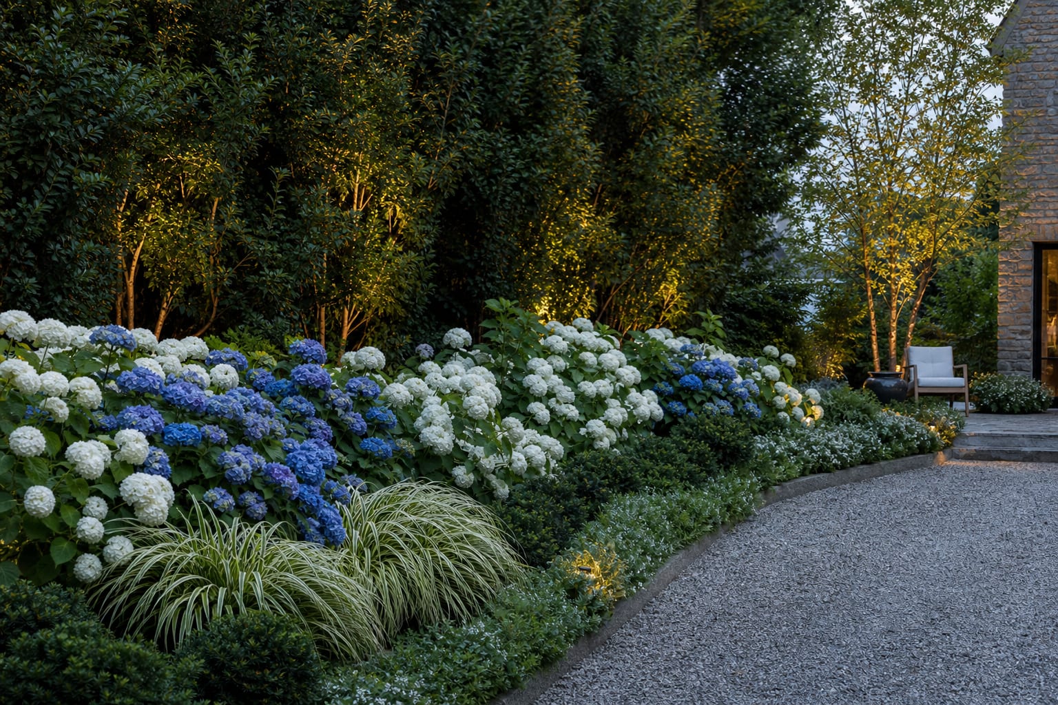 layered hydrangea garden border with repeated blue and white shrubs, low ground cover, gravel path, and dark evergreen backdrop