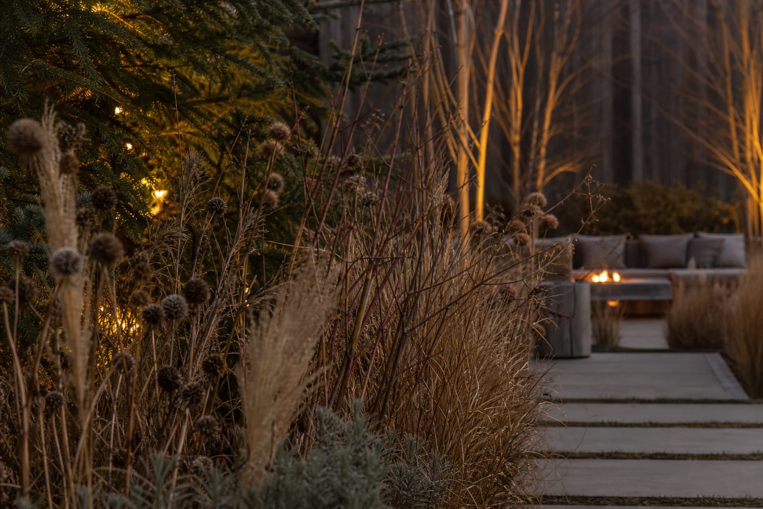 close view of winter seed heads and tawny grasses beside evergreen structure in a naturalistic planting bed