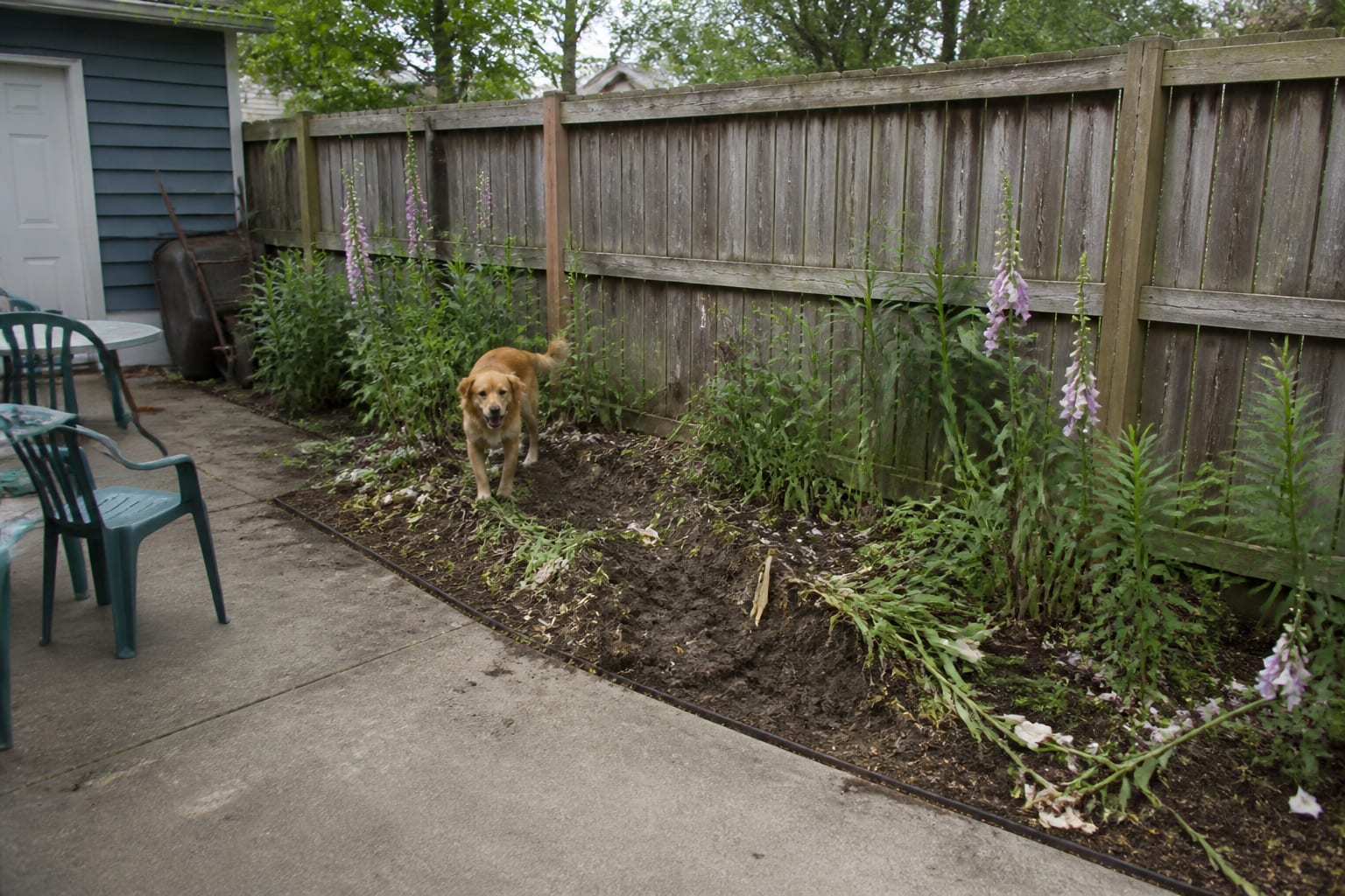 Garden bed with toxic lilies and a worn muddy dog track trampling delicate plants before redesign