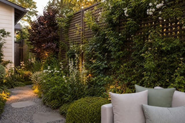 wood privacy trellis with evergreen climbers, flowering vines, gravel path, and layered planting in a compact garden