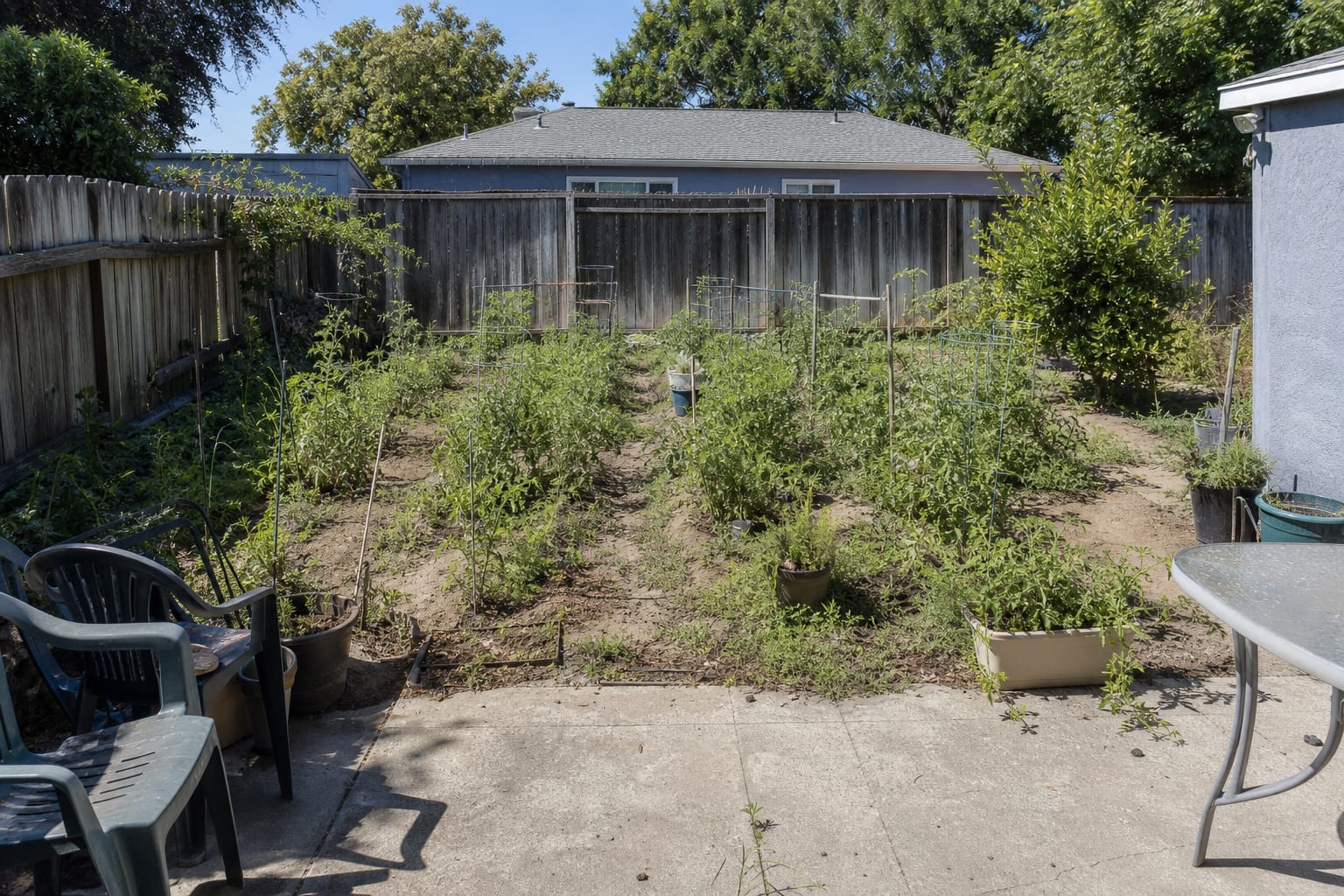 messy backyard vegetable patch with uneven rows, narrow dirt paths, leaning tomato cages, and herbs scattered far from the kitchen door.